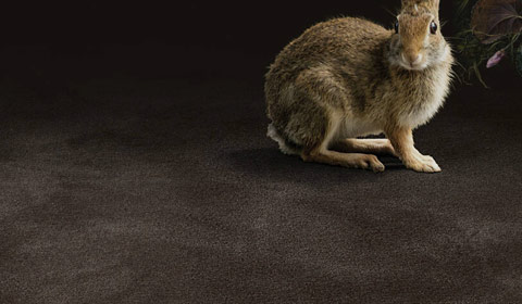 Teppich Teppichboden Object Carpet Pure Wool reine Schurwolle braun